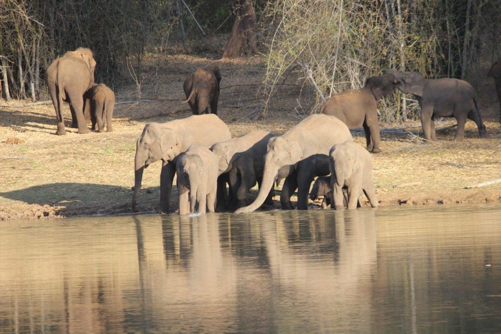 Elephants at Samieri - Aiyur forest