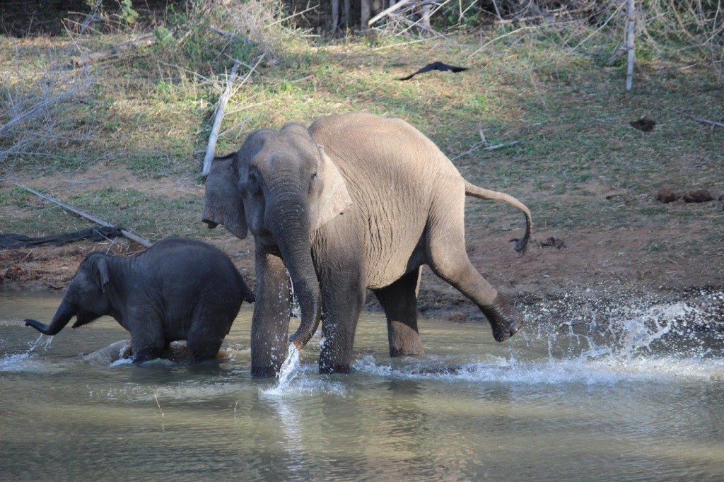Elephants playing in water at Aiyur forest